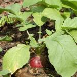 Cherry radish