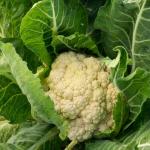 Mature cauliflower