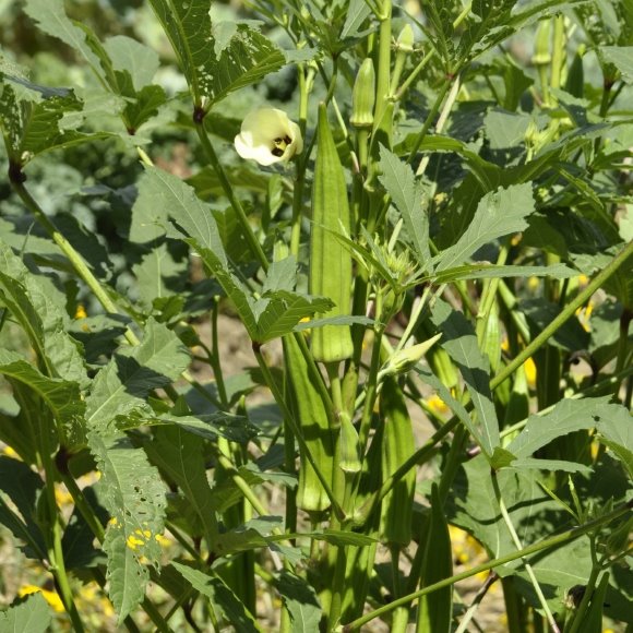 how grow lady finger Okra Australia  Growing (Ladyfinger, temperate in  gumbo)