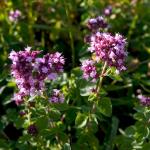 Oregano flowering