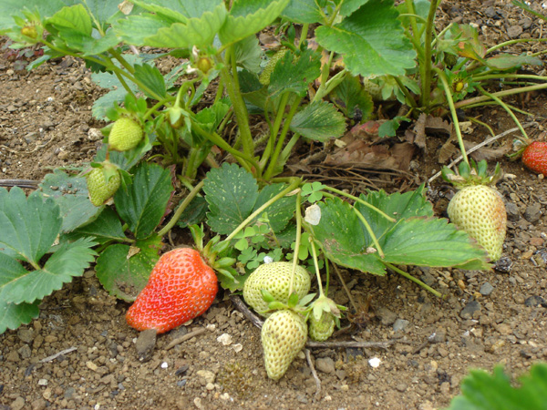 Growing Strawberries From Seeds In Usa Zone 5a Climate