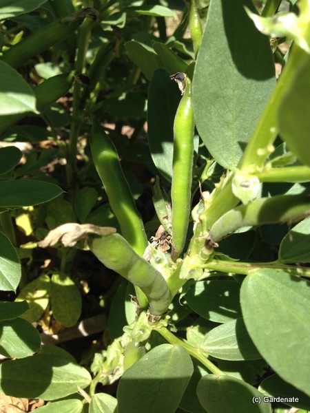 Growing Broad Beans Fava Bean In Usa Zone 5a Climate