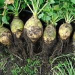 Rutabaga harvest (commons.wikimedia.org - Seedambassadors - CC BY-SA 3.0)