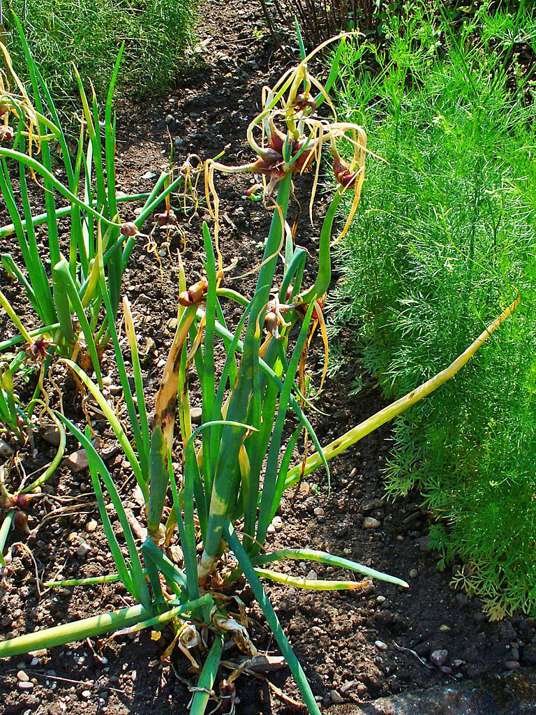 Growing Shallots in the Southern Plains - FineGardening