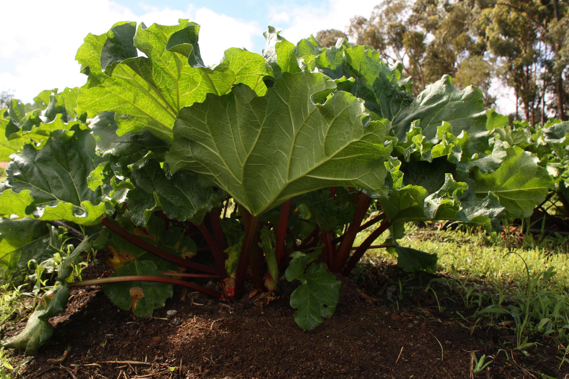 Growing Rhubarb in New Zealand   sub tropical climate