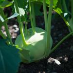 Green kohlrabi