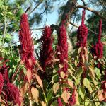 Amaranth flowers