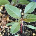 Amaranth seedling (CC BY-SA 3.0 Bruce Ackley, Ohio State University)
