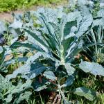 Cavolo Nero kale (CC BY 2.0 licenced Dwight Sipler (flickr))