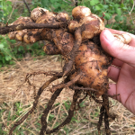 Ginger root