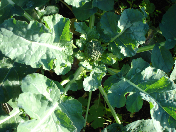 stages of growing broccoli