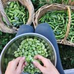 Shelling broad beans