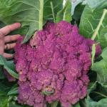 A variety of purple cauliflower