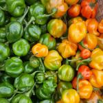 Chilli harvest