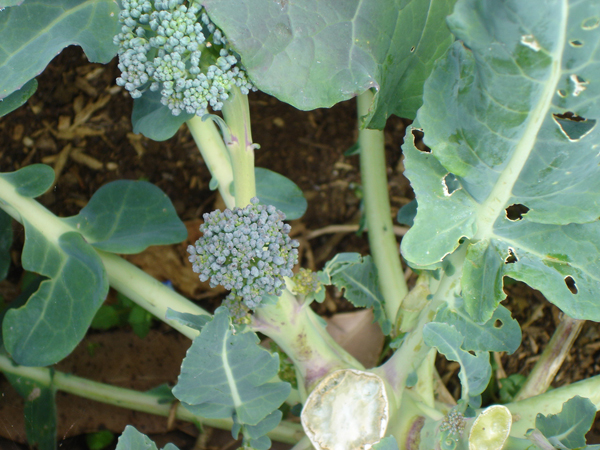 Does Broccoli Grow Back After Cutting?  