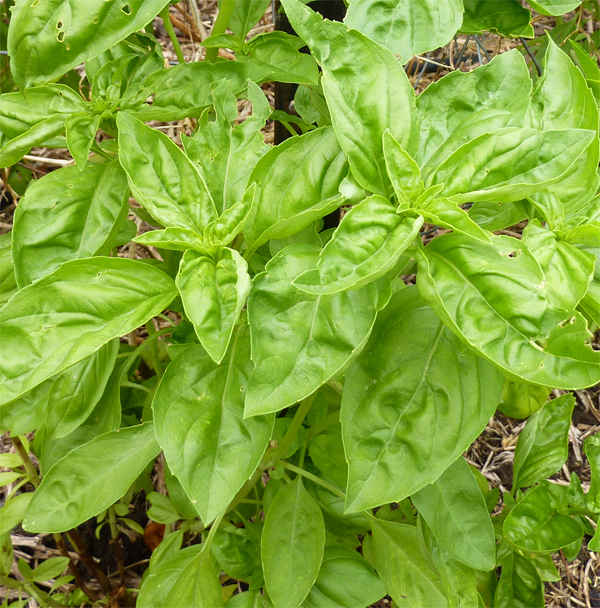 Growing Basil in USA Zone 5a climate