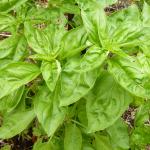 A Basil plant