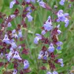 Sage flowers