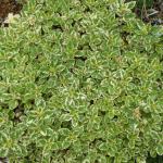 Variegated Origanum