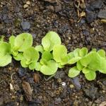 Lettuce seedlings