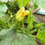 Zucchini flower