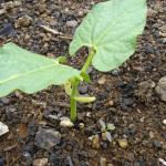 A dwarf bean seedling