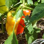 'Banana' capsicum