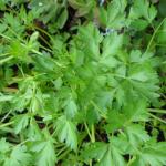 Flat leaf  Italian parsley