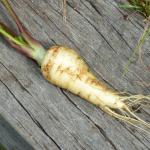 A freshly dug parsnip