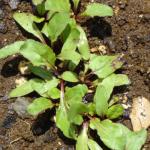 Seedlings before thinning