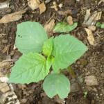 Young tomatillo