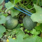 Young melons