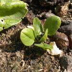 Baby spinach