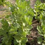 Egyptian broad beans